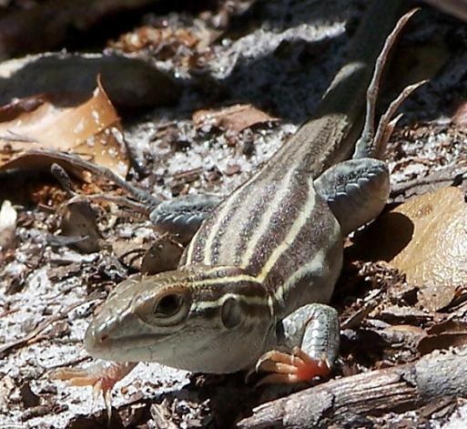 6 lined racerunner