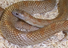 Georgia mole king