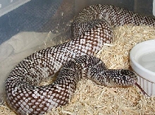 Axanthic FL king