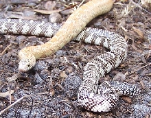 Axanthic and hypo FL kings