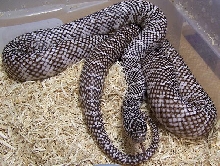 Axanthic Floridana
