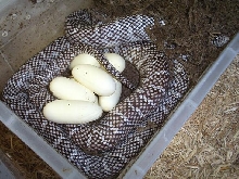 axanthic FL with eggs