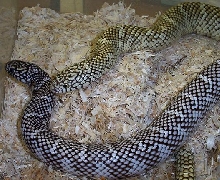 axanthic and 2x het/ghost FL kings