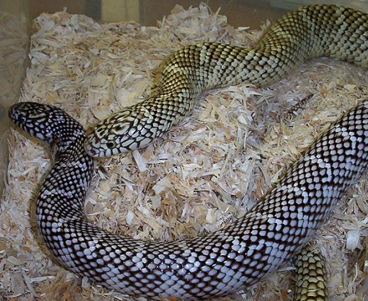 axanthic and 2x het/ghost FL kings