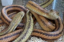 Yellow rat snakes
