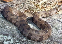 juvenile brown water snake