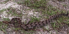 canebrake7