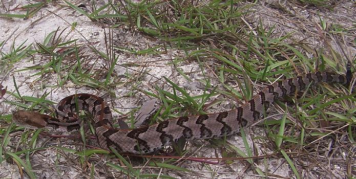 canebrake7