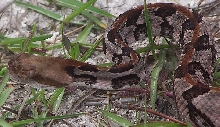 Canebrake 9
