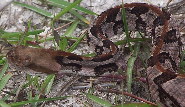 Canebrake 9