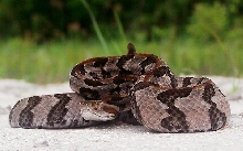 Canebrake rattlesnake