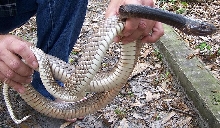 Eastern coachwhip2