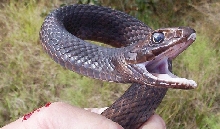 eastern coachwhip1a