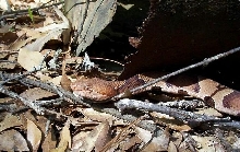 copperhead2
