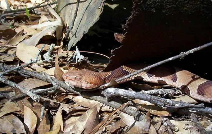 copperhead2
