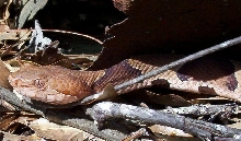 FL copper