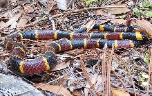 coral full body