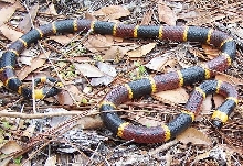 Eastern coral snake 1