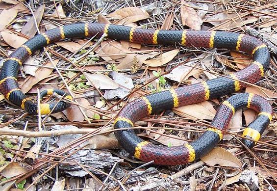 Eastern coral snake 1