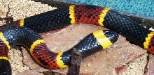 Eastern Coral