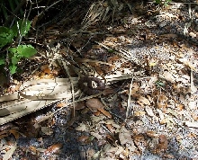 cotton on trail
