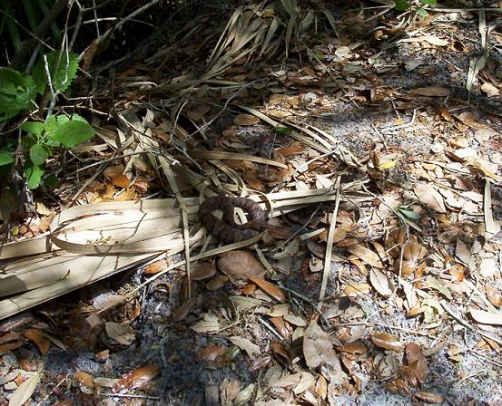 cotton on trail