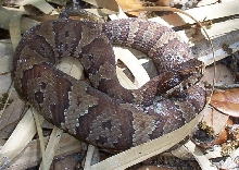 juvenile cottonmouth