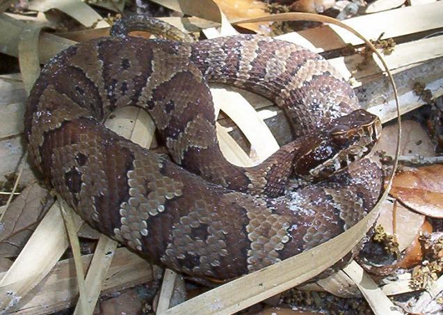 juvenile cottonmouth