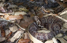 juvenile FL cottonmouth