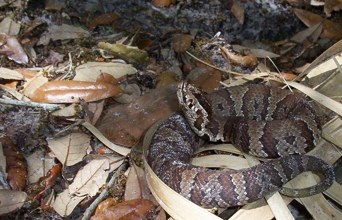 juvenile FL cottonmouth