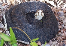 FL cottonmouth