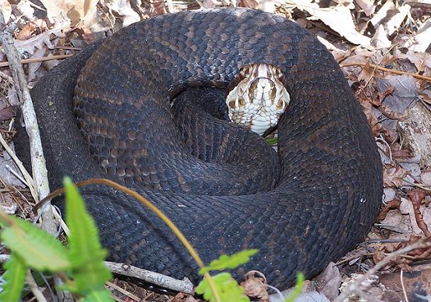 FL cottonmouth