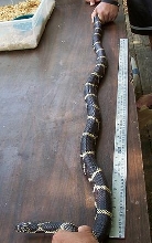 Eastern king