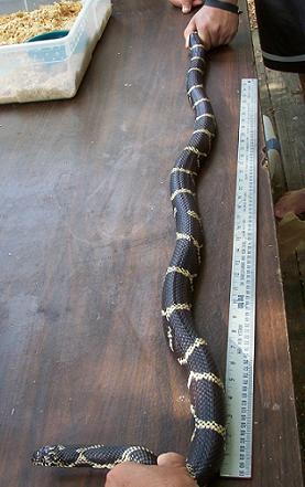 Eastern king