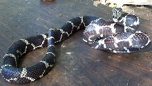 Eastern Kingsnake