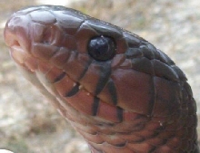 e. Indigo