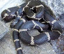 Eastern kingsnake male