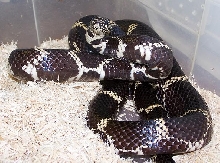 Male eastern king