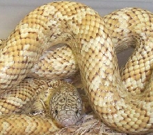 FL king hypo female