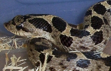 female southern hognose 33