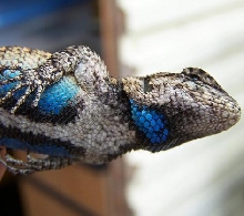E. fence lizard