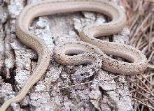 FL brown snake