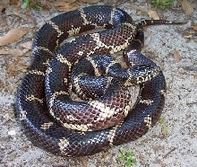 FL locale eastern king