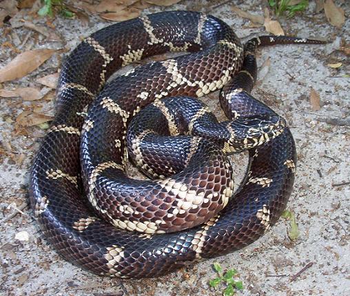 FL locale eastern king