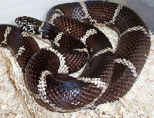 FL eastern king female