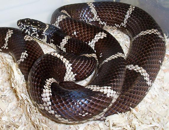 FL eastern king female