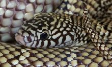 Brook's king1
