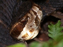 FL cottonmouth close