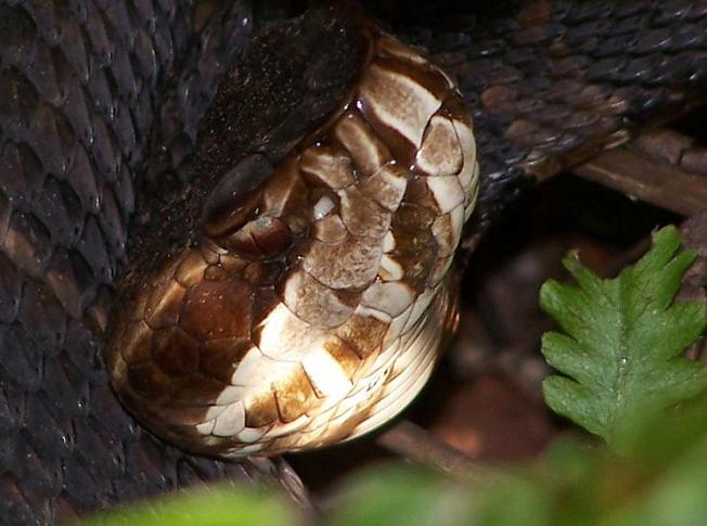 FL cottonmouth close
