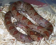female Ga. mole king